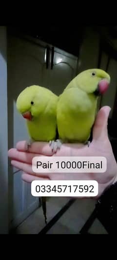 03435131048 Green ringneck handtame parrots pair