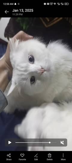 Pair of Persian cat one color eyes Blue and other