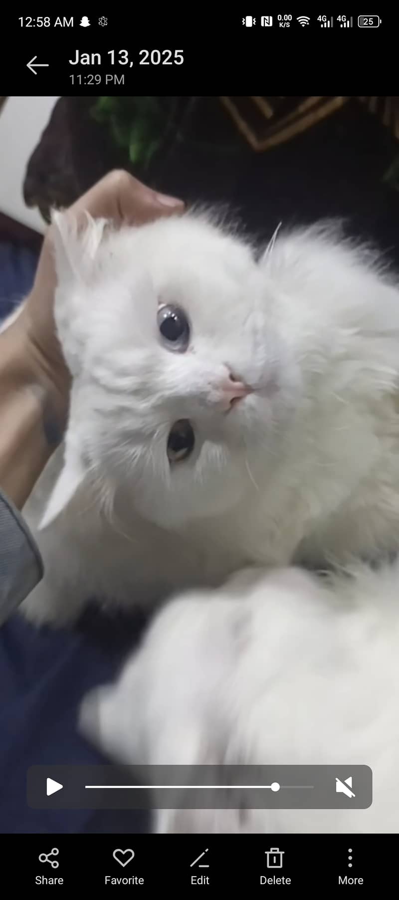 Pair of Persian cat one color eyes Blue and other 0