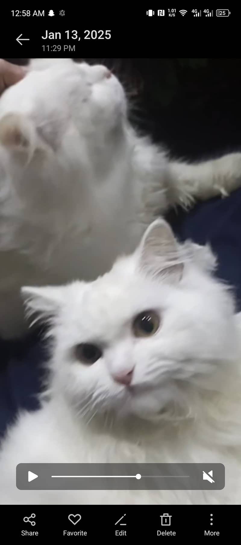 Pair of Persian cat one color eyes Blue and other 1