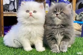 Persian kittens triple coat pair for sale contact Whatsapp 03095180992