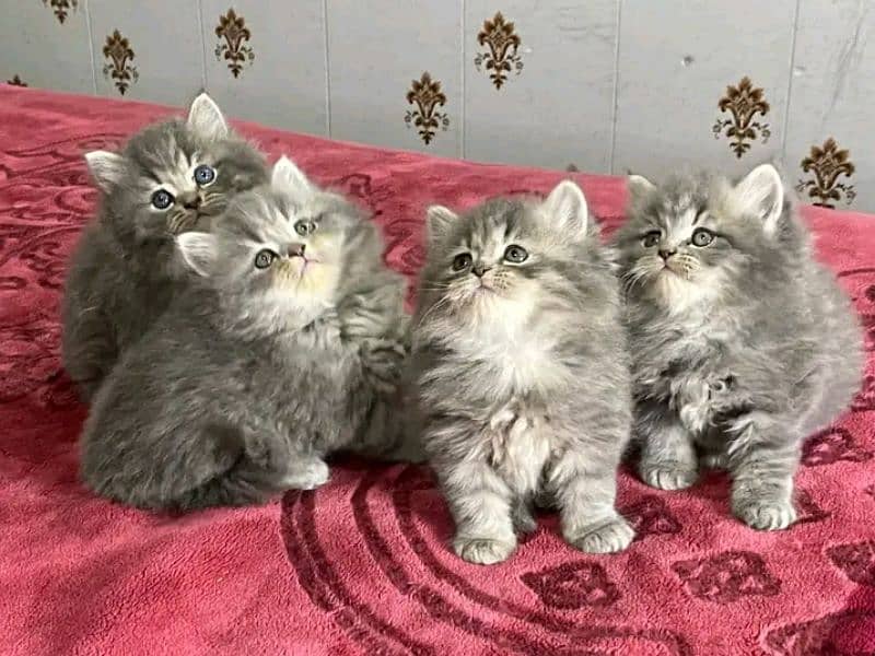 Persian kittens triple coat pair for sale contact Whatsapp 03095180992 5