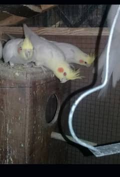 cockatiel