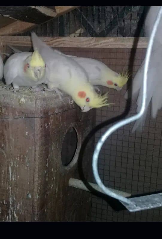 cockatiel breeder pairs 0