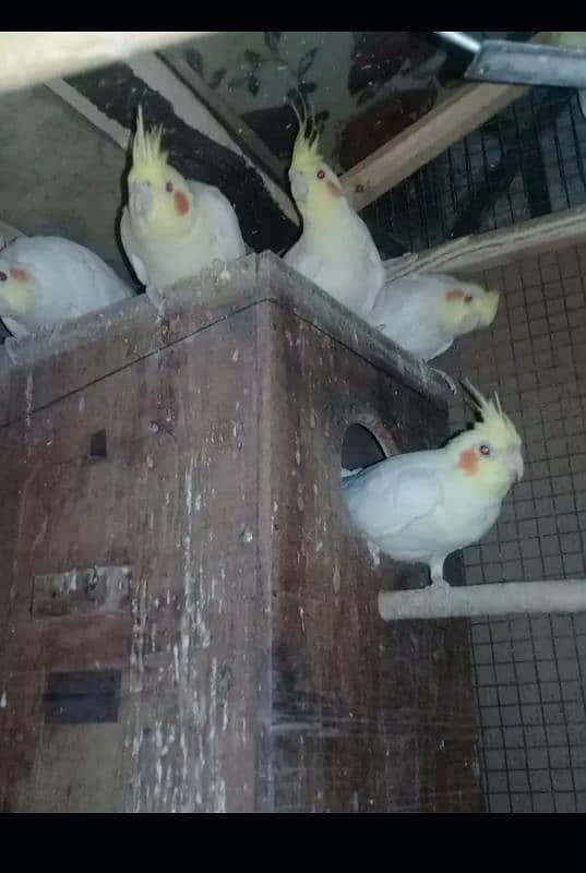 cockatiel breeder pairs 1