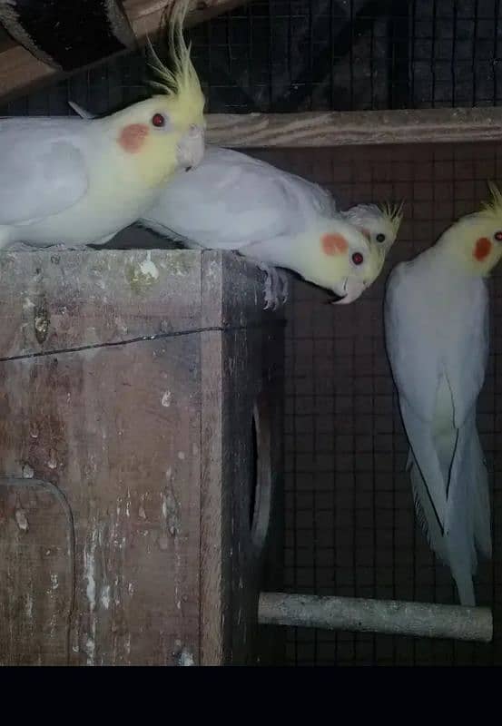 cockatiel breeder pairs 2