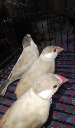 Fawn Java Adult and White Java pathay Birds