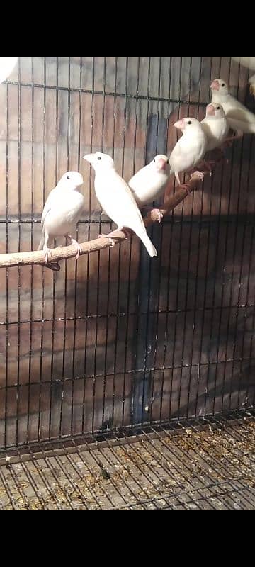 Fawn Java Adult and White Java pathay Birds 2