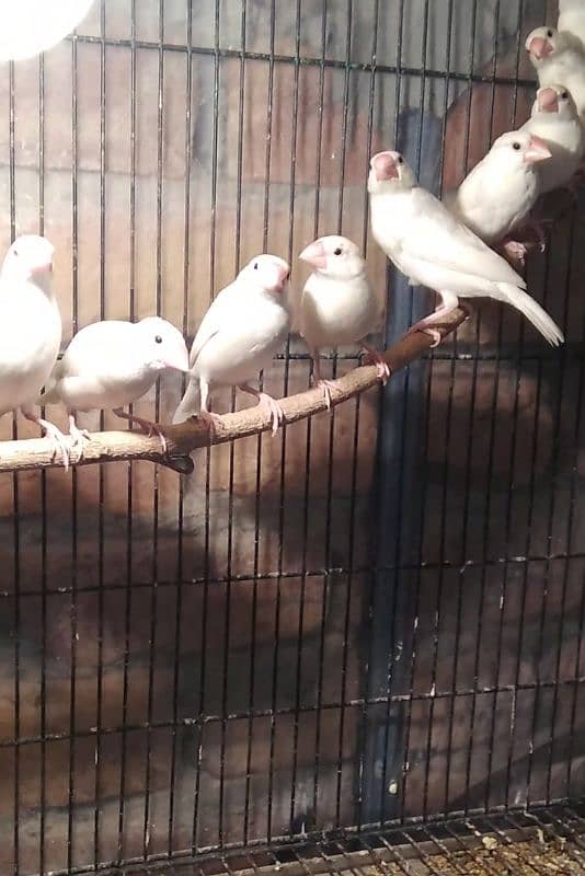 Fawn Java Adult and White Java pathay Birds 6