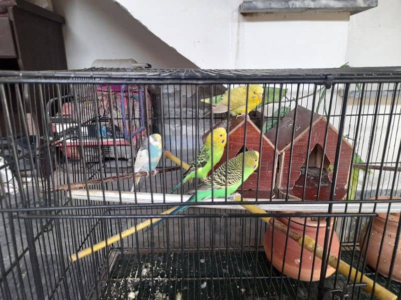 parrots for sale with pinjra 2