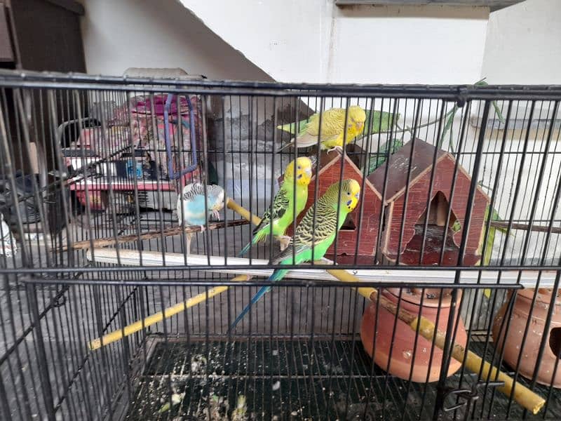 parrots for sale with pinjra 3