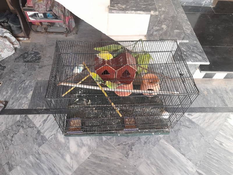 parrots for sale with pinjra 4