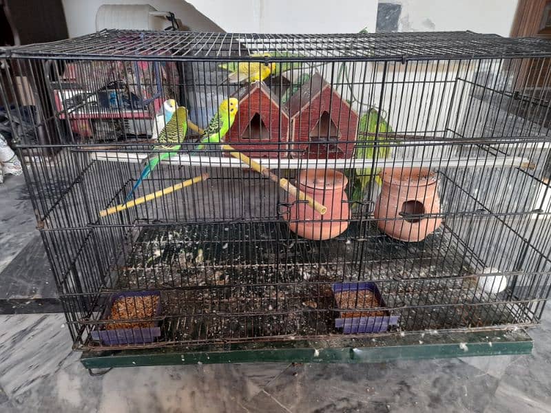 parrots for sale with pinjra 5