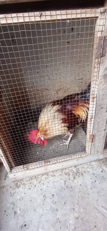 misri hen for sale 0