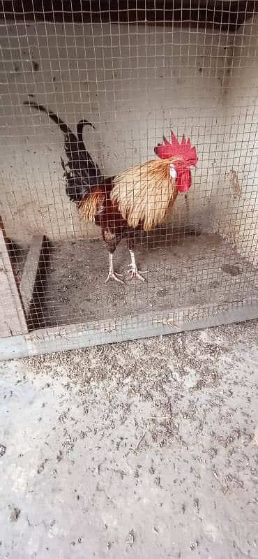 misri hen for sale 1