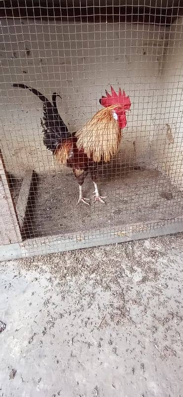 misri hen for sale 2