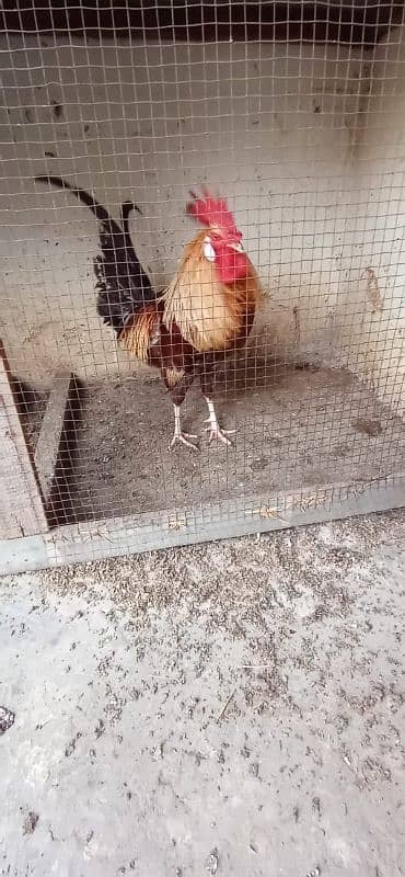 misri hen for sale 3