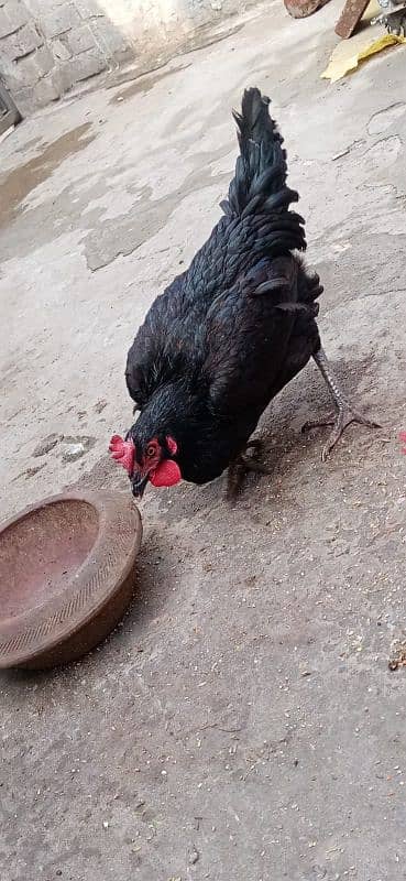 misri hen for sale 4