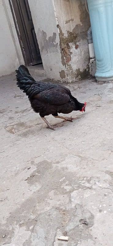 misri hen for sale 5