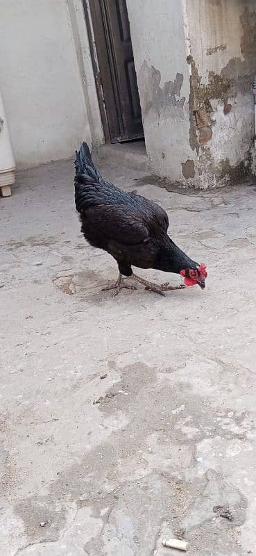 misri hen for sale 6