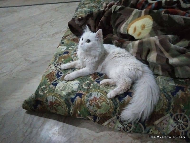 Persian cat female 0