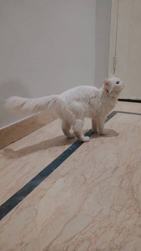 Persian cat female 1