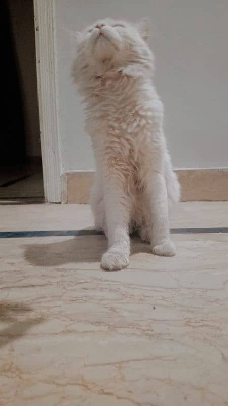 Persian cat female 2