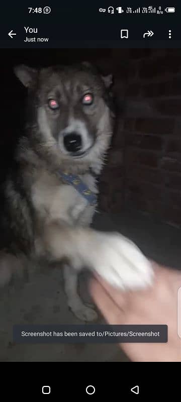 husky dog/dog for sale 1