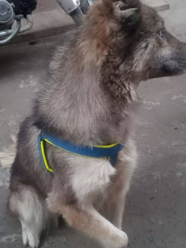 husky dog/dog for sale 2