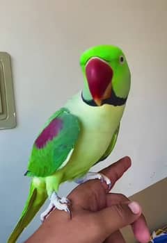 raw parrot for sale my WhatsApp number 03267483108