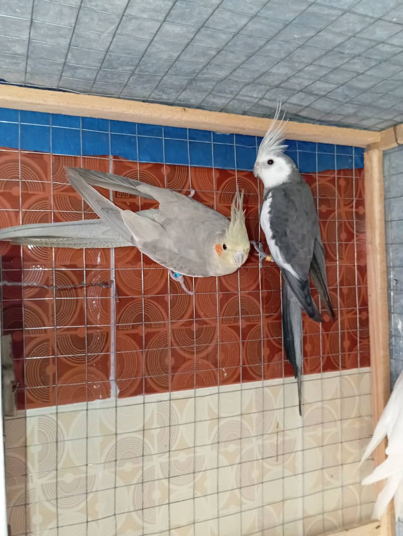 Cocktail two pair for sale breeders 1