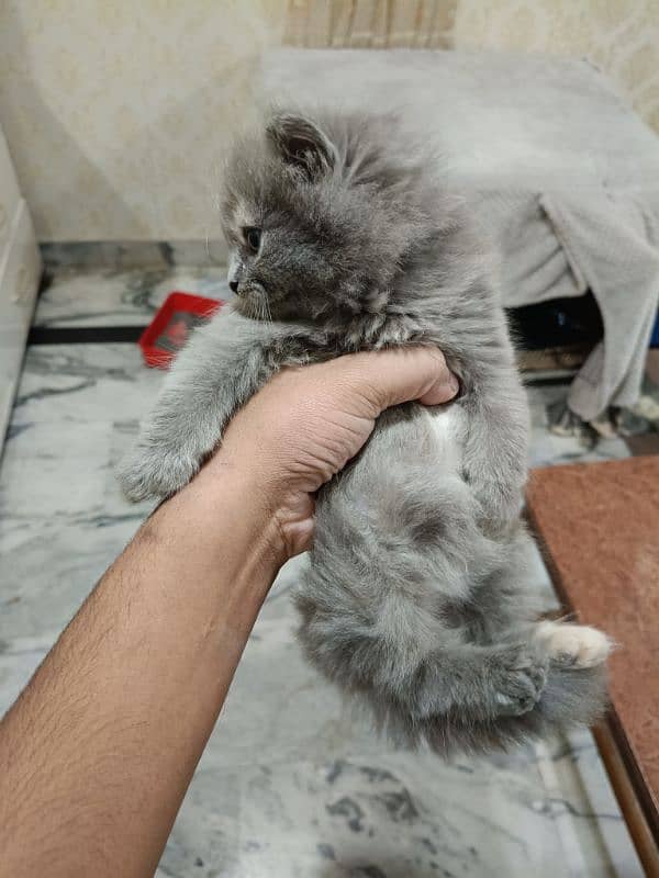 Persian Grey Triple coated Kitten.      (0332-0037723) 2