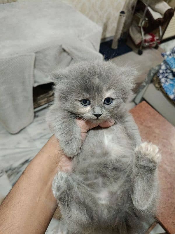 Persian Grey Triple coated Kitten.      (0332-0037723) 3