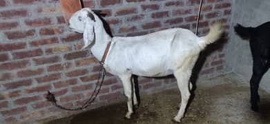 MUHAMMAD PURI (CROSS) BAKRI BRAYE FROKHT