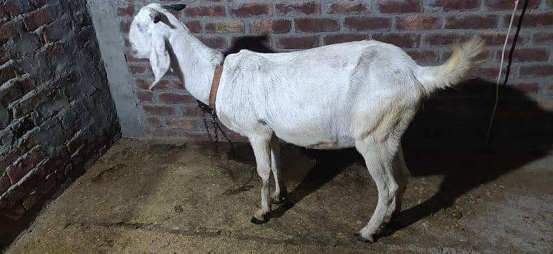 MUHAMMAD PURI (CROSS) BAKRI BRAYE FROKHT 1