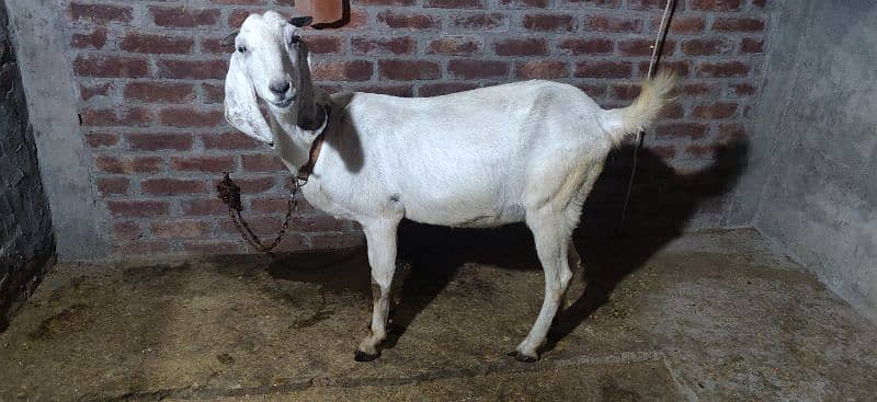 MUHAMMAD PURI (CROSS) BAKRI BRAYE FROKHT 2