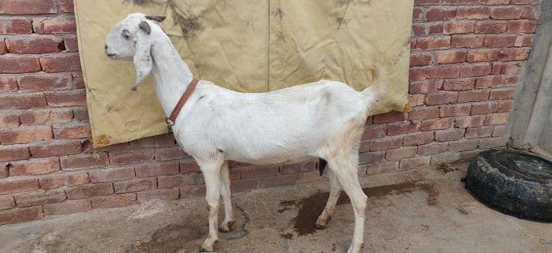 MUHAMMAD PURI (CROSS) BAKRI BRAYE FROKHT 5