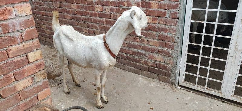 MUHAMMAD PURI (CROSS) BAKRI BRAYE FROKHT 6