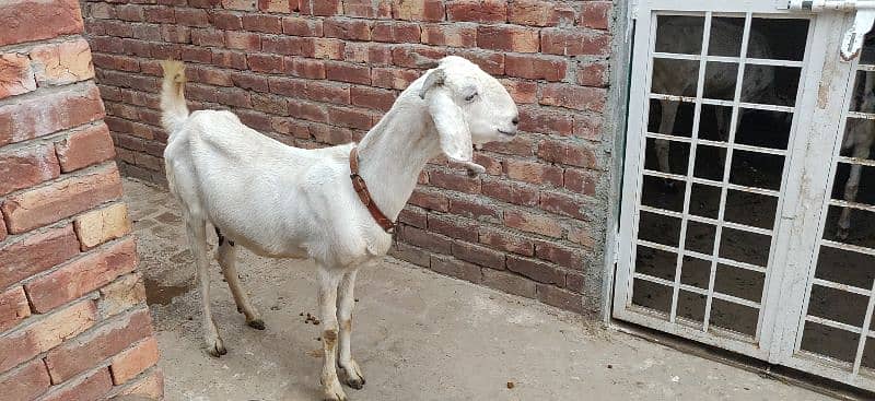 MUHAMMAD PURI (CROSS) BAKRI BRAYE FROKHT 7