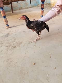 aseel chick for sale