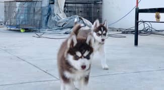 Brown Husky