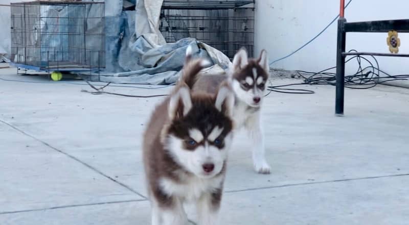 Brown Husky 0