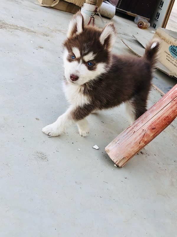 Brown Husky 2