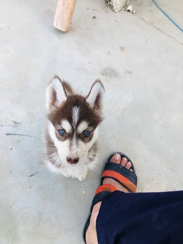 Brown Husky 4