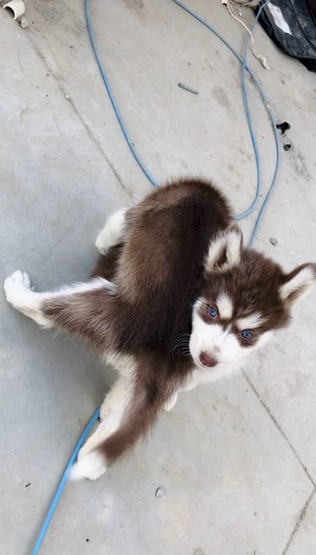 Brown Husky 6