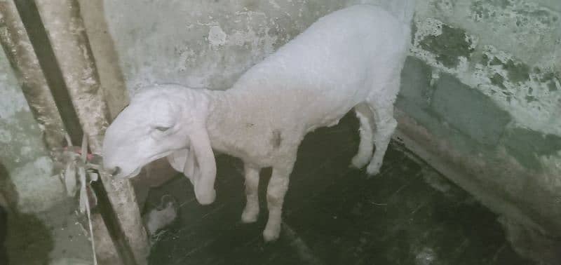 dumbi for sale larkana nasal 0