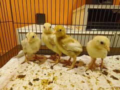 Heera chicks