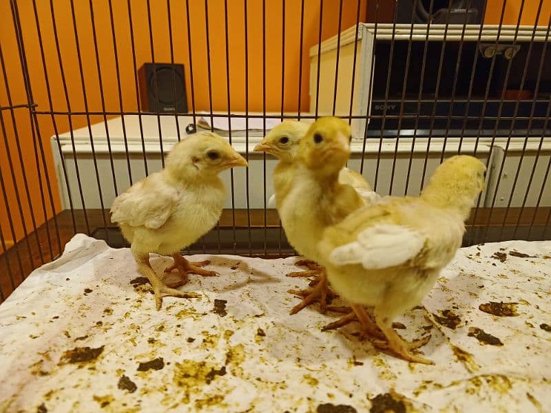 Heera chicks 2