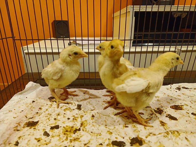 Heera chicks 3