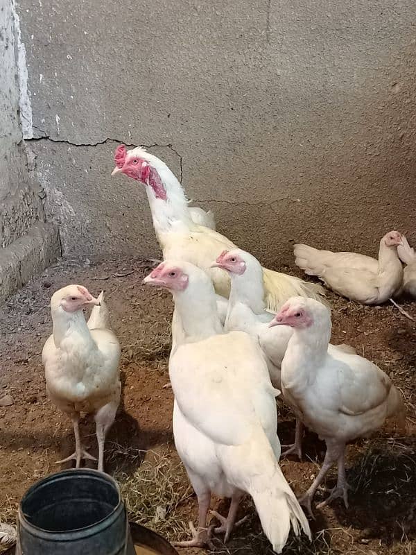 Heera chicks 4